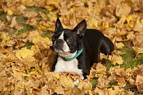 Boston Terrier (Canis familiaris) in autumn, North America