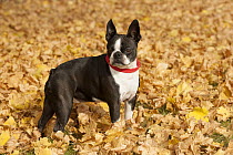 Boston Terrier (Canis familiaris) amid leaves, North America