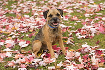 Border Terrier (Canis familiaris) amid fall leaves, North America
