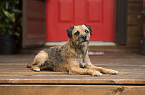 Border Terrier (Canis familiaris), North America