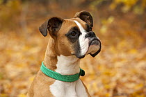 Boxer (Canis familiaris) female, North America
