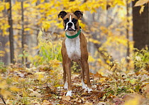 Boxer (Canis familiaris) female, North America