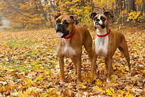 Boxer (Canis familiaris) male and female, North America