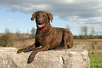 Chesapeake Bay Retriever (Canis familiaris) puppy, North America