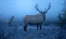 Elk (Cervus elaphus) bull and female in mist, North America