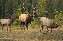 Elk (Cervus elaphus) bull following female with calf, North America
