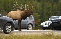 Elk (Cervus elaphus) bull calling on road, North America