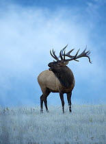 Elk (Cervus elaphus) bull calling in mist, North America