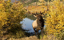 Elk (Cervus elaphus) bull in autumn, North America