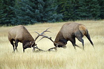 Elk (Cervus elaphus) bulls fighting, North America