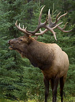 Elk (Cervus elaphus) bull calling, North America