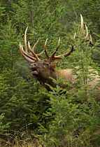 Elk (Cervus elaphus) bull calling, North America