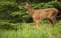 Elk (Cervus elaphus) calf, North America