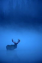 Elk (Cervus elaphus) bull in river in mist, North America