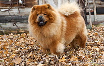 Chow Chow (Canis familiaris), North America