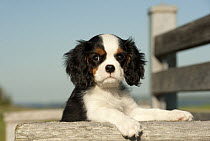 Cavalier King Charles Spaniel (Canis familiaris) puppy, North America