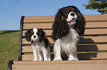 Cavalier King Charles Spaniel (Canis familiaris) parent with puppy, North America