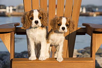 Cavalier King Charles Spaniel (Canis familiaris) puppies, North America