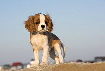 Cavalier King Charles Spaniel (Canis familiaris) puppy, North America