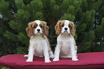 Cavalier King Charles Spaniel (Canis familiaris) puppies, North America