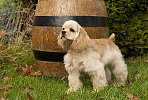 Cocker Spaniel (Canis familiaris) puppy, North America