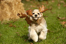 Cocker Spaniel (Canis familiaris) puppy playing, North America
