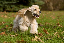 Cocker Spaniel (Canis familiaris) puppy running, North America
