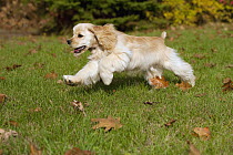 Cocker Spaniel (Canis familiaris) puppy running, North America