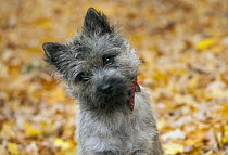 Cairn Terrier (Canis familiaris) puppy, North America
