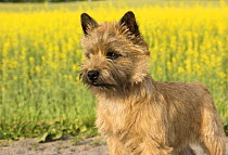 Cairn Terrier (Canis familiaris), North America