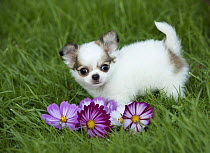 Chihuahua (Canis familiaris) puppy, North America