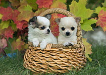 Chihuahua (Canis familiaris) puppies, North America