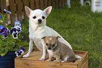 Chihuahua (Canis familiaris) parent with puppy, North America