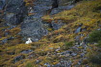 Dall's Sheep (Ovis dalli) ram on mountainside, Alaska