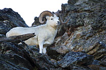 Dall's Sheep (Ovis dalli) ram, Alaska