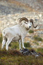 Dall's Sheep (Ovis dalli) ram, Alaska