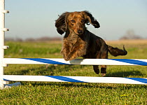 Miniature Long Haired Dachshund (Canis familiaris) jumping, North America