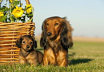Miniature Long Haired Dachshund (Canis familiaris) parent with puppy, North America