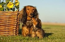 Miniature Long Haired Dachshund (Canis familiaris) parent with puppy, North America