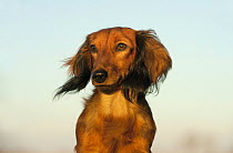 Miniature Long Haired Dachshund (Canis familiaris), North America