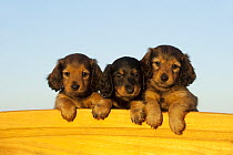Miniature Long Haired Dachshund (Canis familiaris) puppies, North America