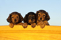 Miniature Long Haired Dachshund (Canis familiaris) puppies, North America