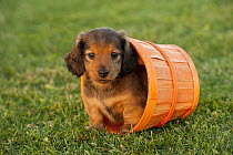 Miniature Long Haired Dachshund (Canis familiaris) puppy, North America