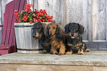 Miniature Wire-haired Dachshund (Canis familiaris) trio, North America