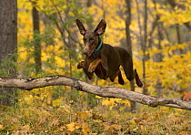 Doberman Pinscher (Canis familiaris) jumping, North America
