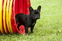 French Bulldog (Canis familiaris) puppy in agility tunnel, North America