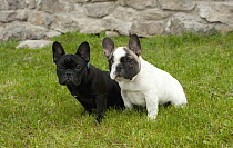 French Bulldog (Canis familiaris) puppies, North America