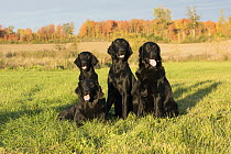Flat-coated Retriever (Canis familiaris) group, North America