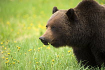 Grizzly Bear (Ursus arctos horribilis) feeding on flowers, North America