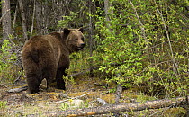 Grizzly Bear (Ursus arctos horribilis), North America